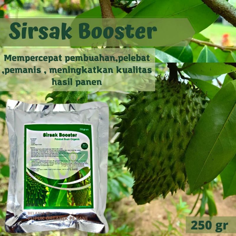 Pupuk Organik Booster Sirsak Perangsang Buah Serbuk Terbaik Ampuh Agar Cepat Berbuah