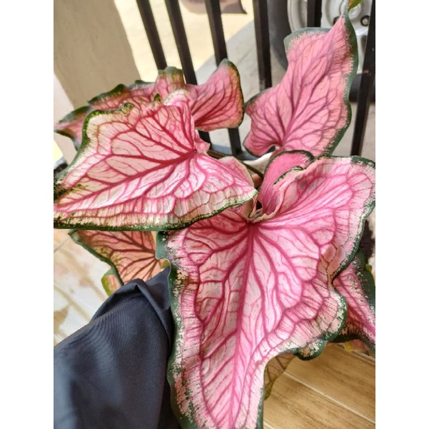 paketan caladium, pink rose, grenspider,baret, h33 pink guava
