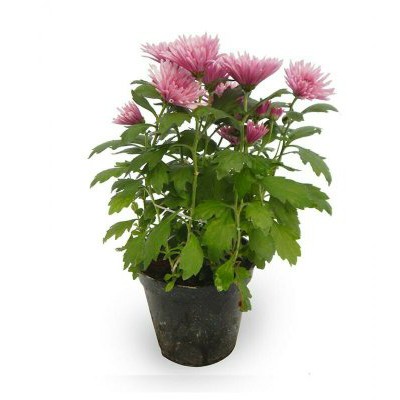Bunga Krisan Ungu POT