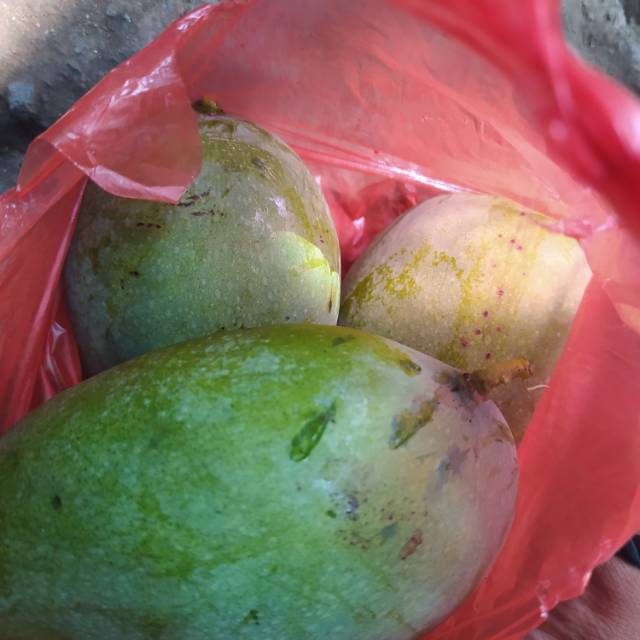 

Mangga muda