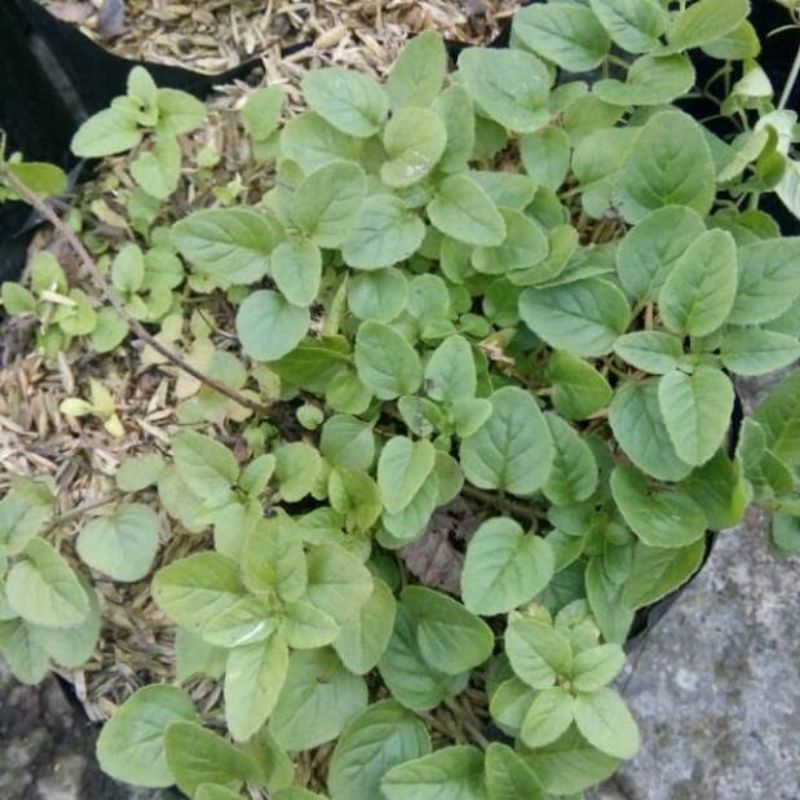 Benih Biji Daun Herbal Oregano