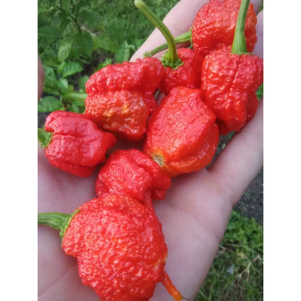 2 Bibit Cabe Carolina Reaper Merah Benih Cabai Rekor Terpedas di Dunia Kualitas Premium Sayuran Red-3
