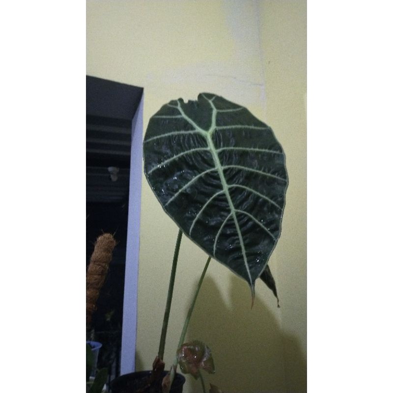 alocasia watsoniana sp Kalimantan