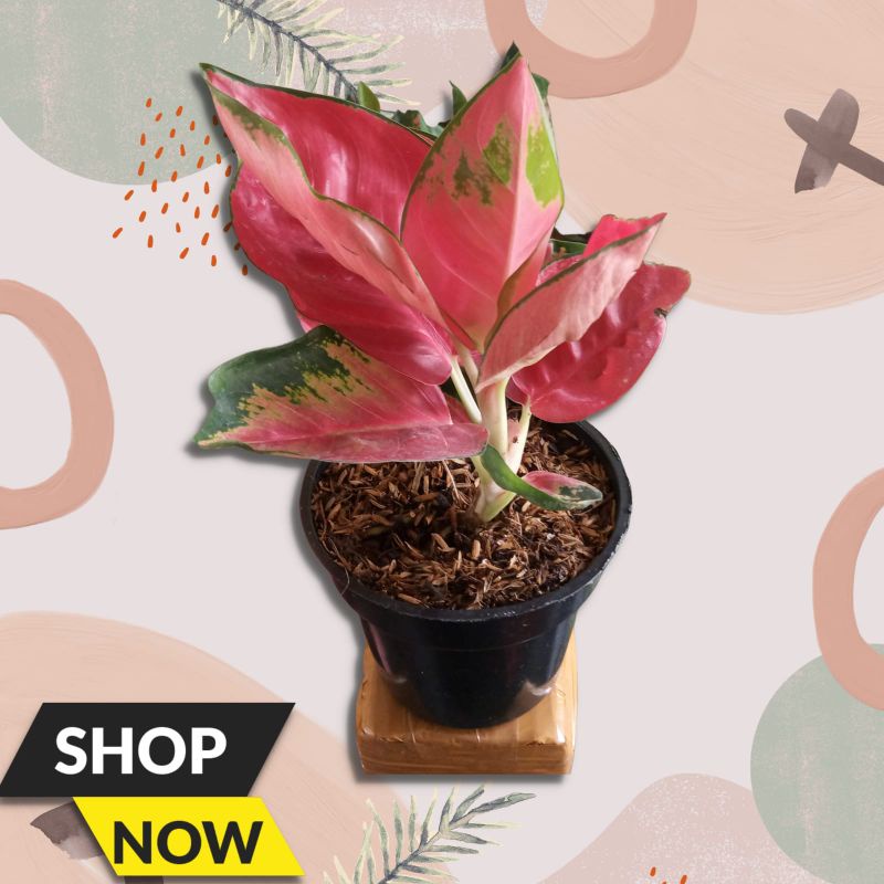 Promo paket 4 bunga aglonema terlaris  Original