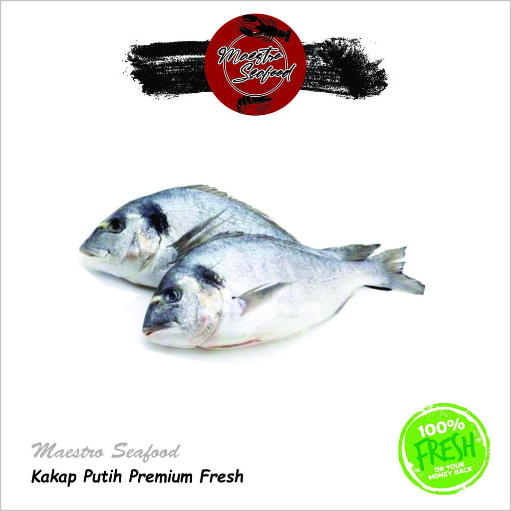 

Ikan Kakap Putih Premium Fresh - 1.000 gr