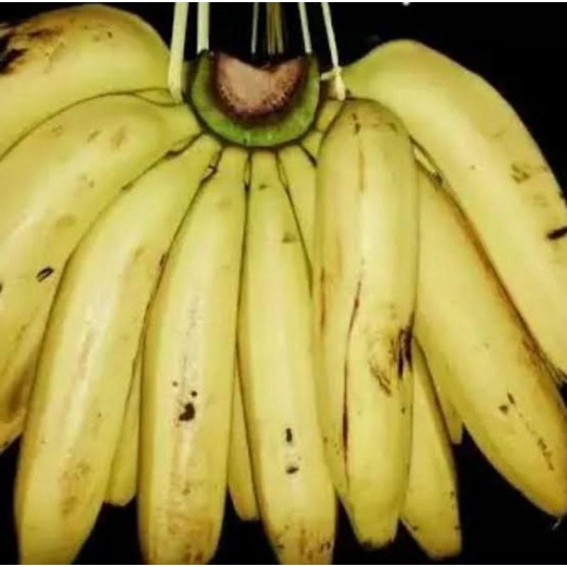 

PISANG AMBON