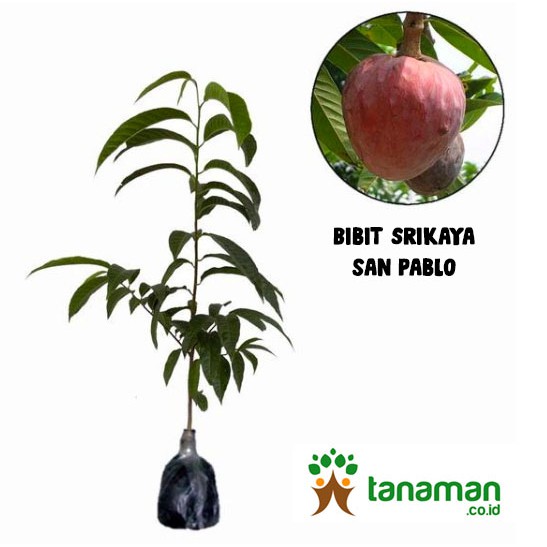 Bibit Tanaman Buah Srikaya San Pablo