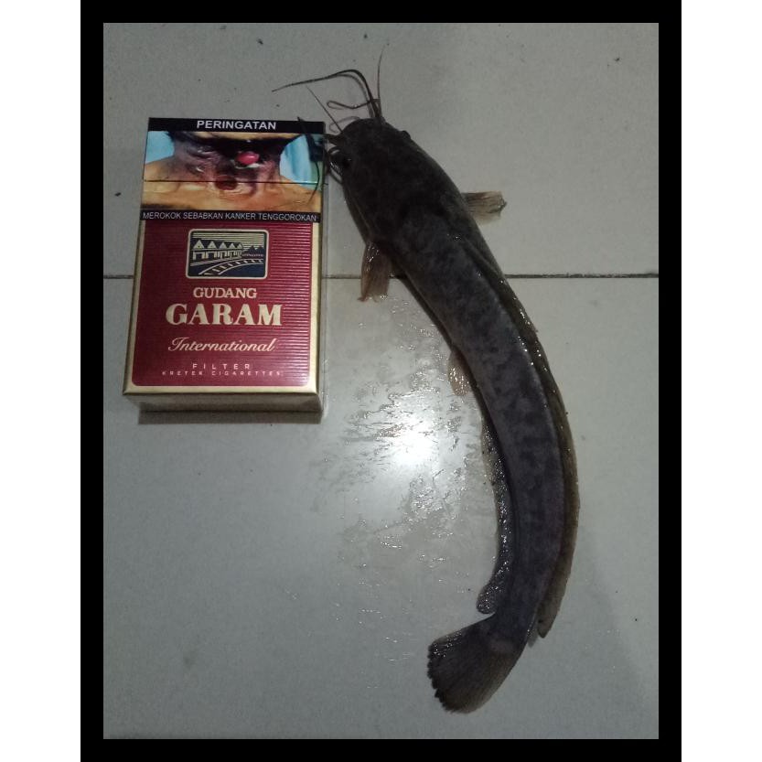 BIBIT IKAN LELE (12-15CM) KODE 1396