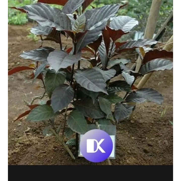 

daun ungu handeleum daun kopi hideng segar termurah