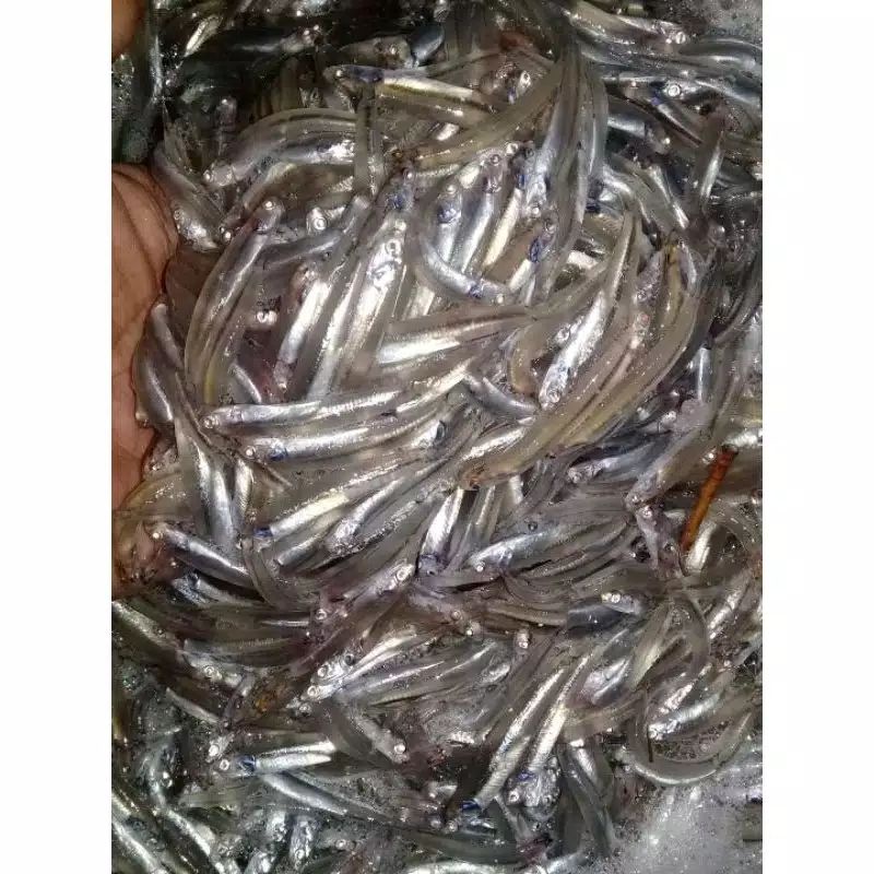 

ikan teri GALER setiap pembelian 5 kg bonus 1 kg