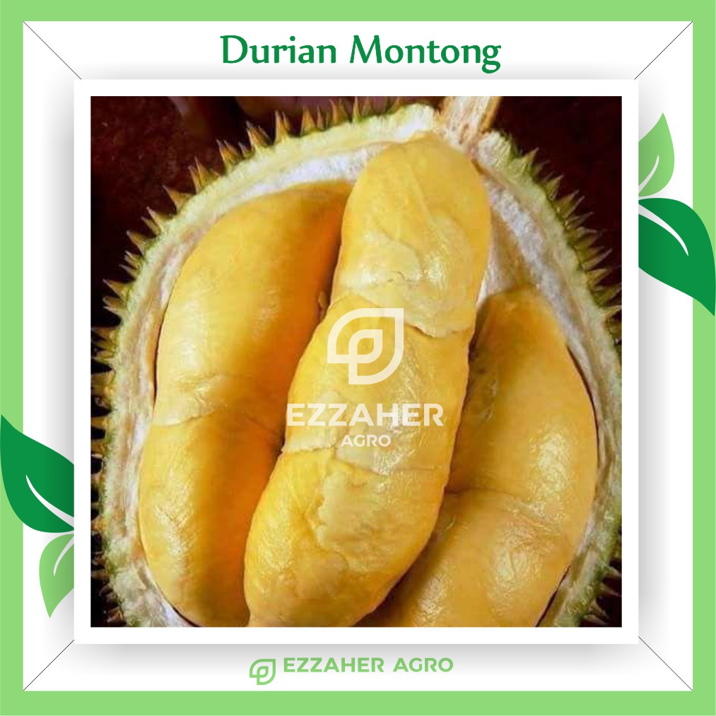 Bibit Tanaman Buah Durian Montong Durian Unggul Okulasi Cepat Berbuah Besar Durian Asli Shopee Indonesia