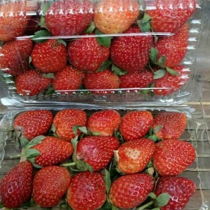 Jual Buah Strawberry Fresh / 5 Pack | Shopee Indonesia