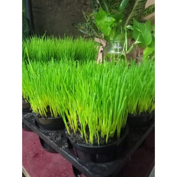 wheatgrass/rumput kucing siap panen/paket single wheatgrass/rumput kucing