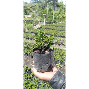 Bonsai ficus dolar mangkok micro