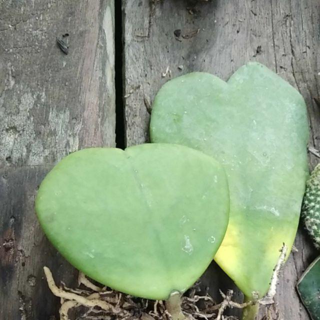 Kaktus Hoya