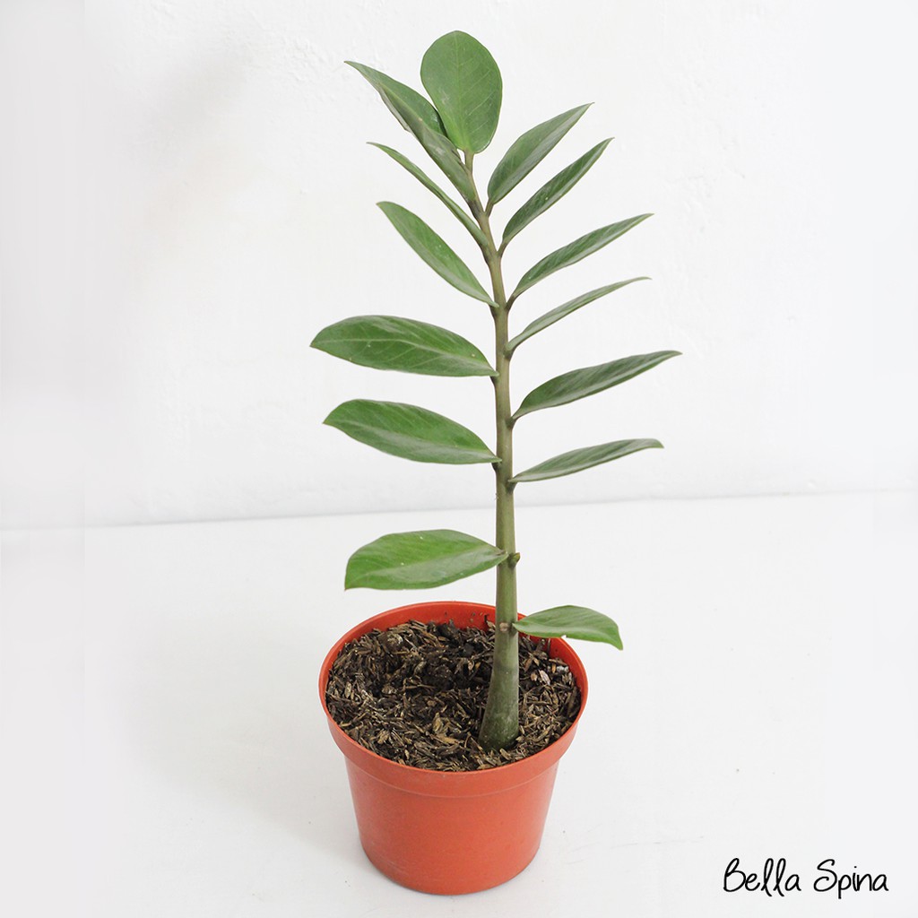 Tanaman Zamia Plant /ZZ Plant