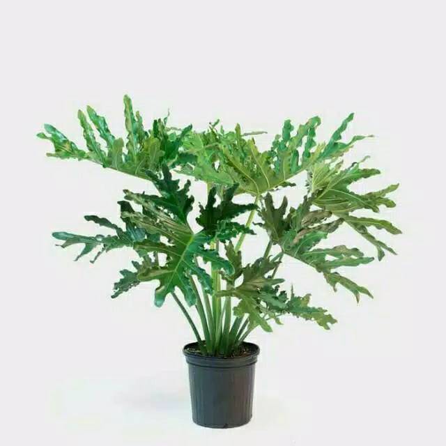 Tanaman hias philo dendrom philo jari tanaman hias philo jari