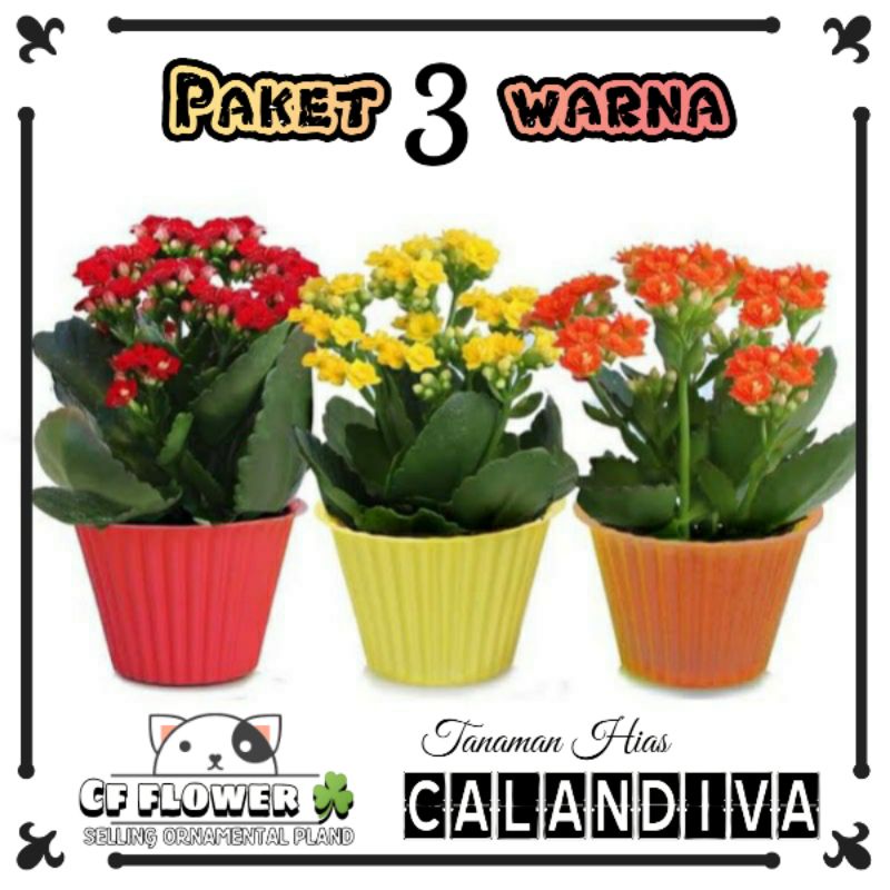 Paket tanaman hias murah 3 cocor bebek kalanchoe pink kuning putih bunga tumpuk