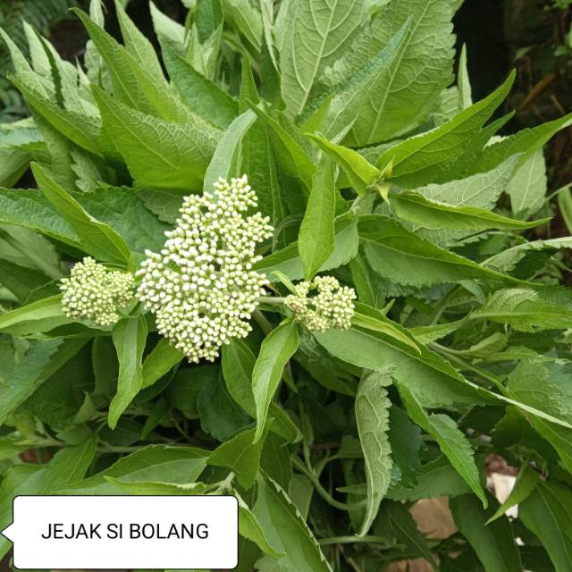 

Daun kirinyuh segar /1kg poto asli bukan dari Google