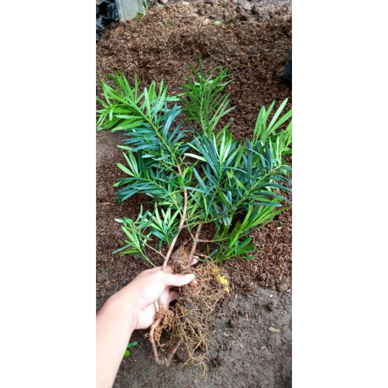 bibit bonsai lohansung lidah burung