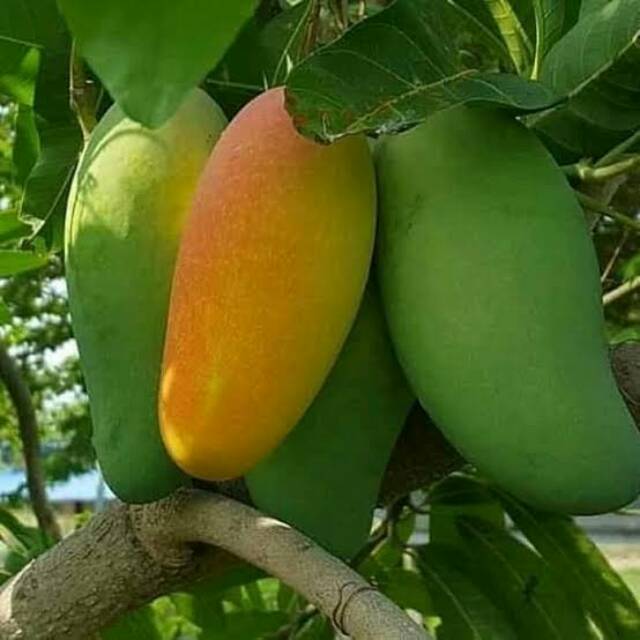 Bibit Mangga Okyong/Tanaman Mangga Okyong