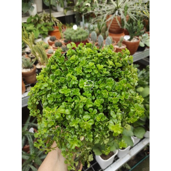 Pilea Depressa / Tanaman Gantung Pilea Depressa / Tanaman gantung pilea