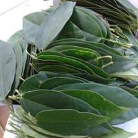 

DAUN CINCAU HIJAU SEGAR 1 Kg