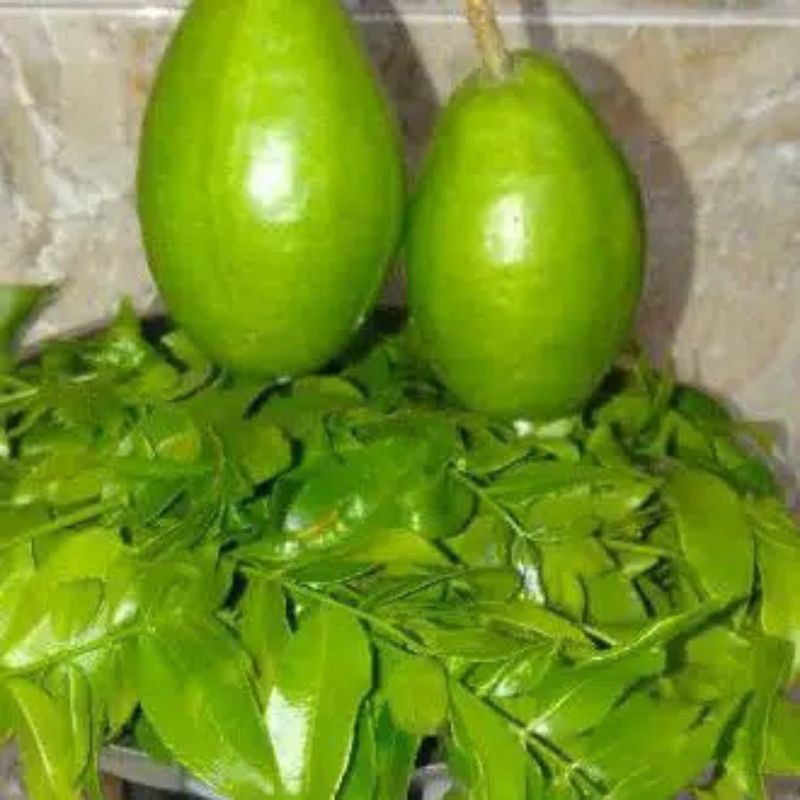 

Daun kedondong 100 Lembar