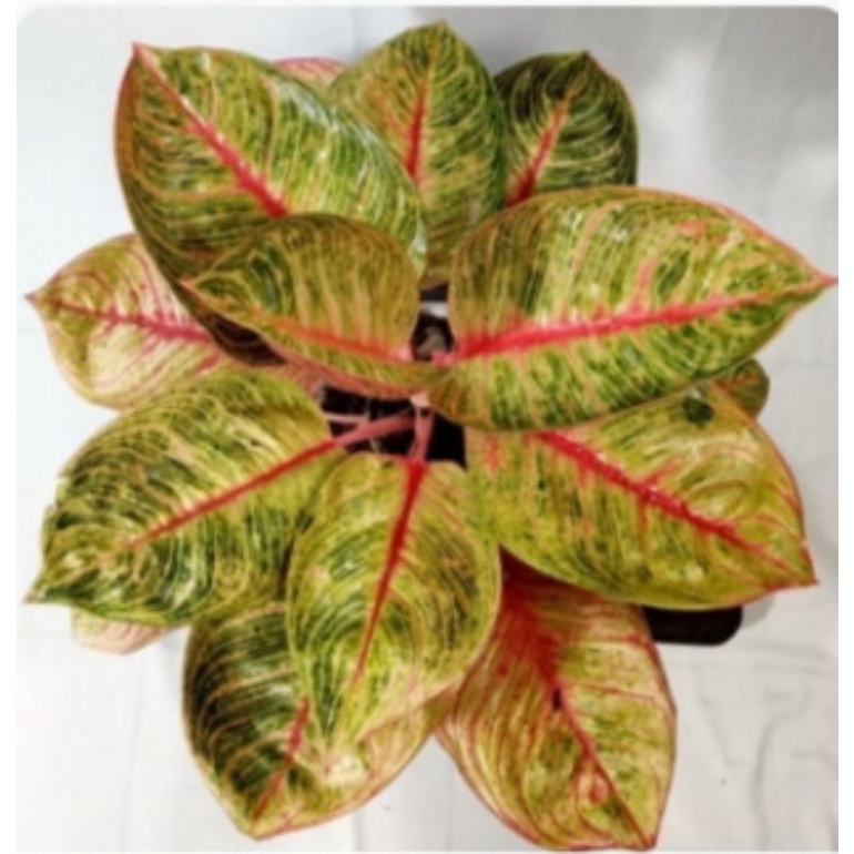 aglonema Dewi Hughes 4daun