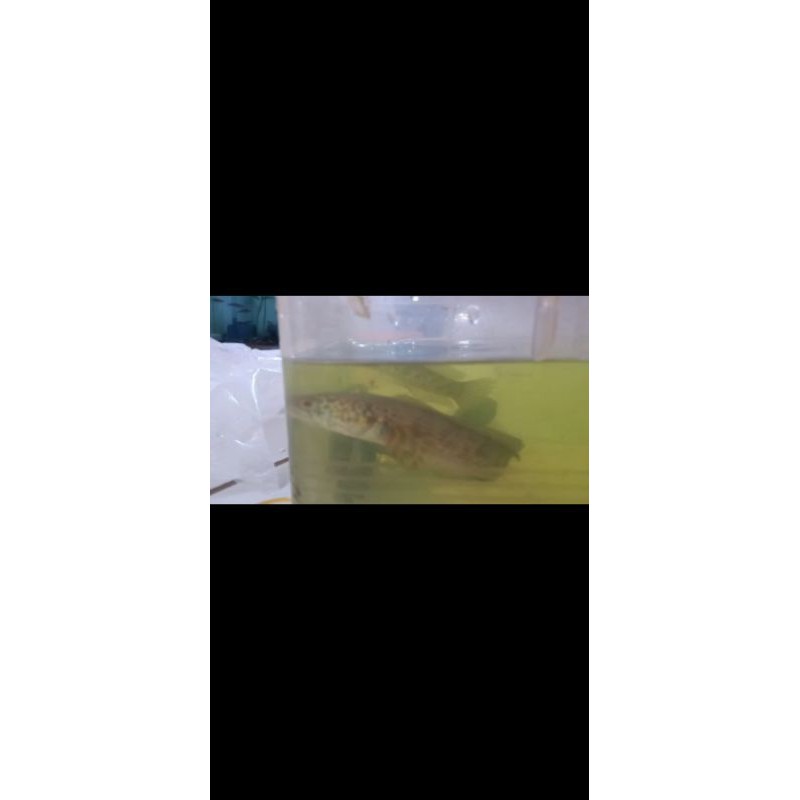 ikan channa auranti 15-17cm