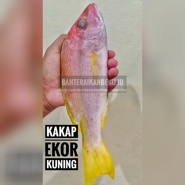 Ikan Kakap Ekor Kuning Yellow Sniper Beku Fresh Shopee Indonesia