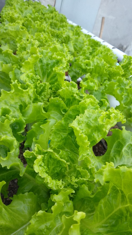 Duri Mukti Kemeja Batik Pria Full Furing Bahan Katun Primisima