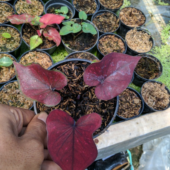 tanaman hias caladium chocolatos remaja real pict, keladi thai series