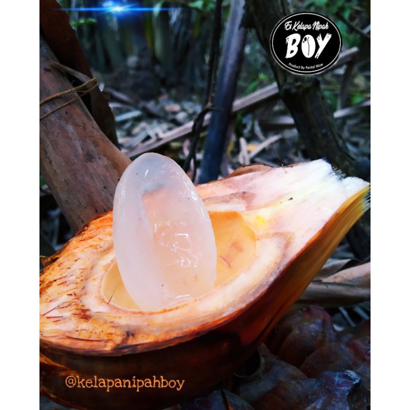 buah nipah / buah dahon / buah atap