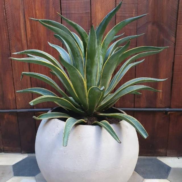 Agave king | Tanaman hias agave | Pohon hias agave