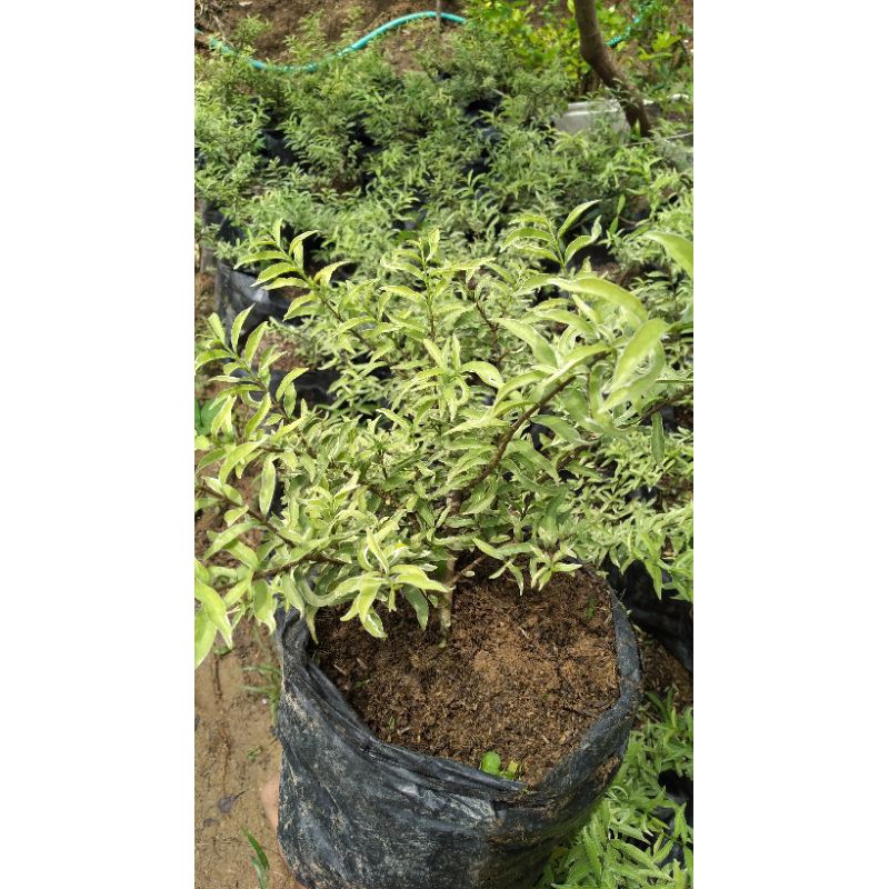 Anting Putri Mikro Varigata