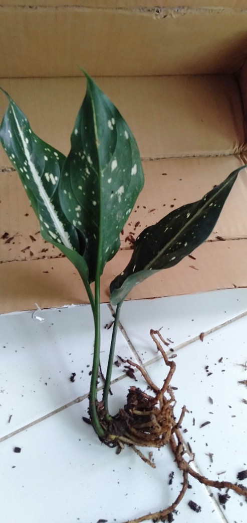 Tanaman Hias Agglonema Sarikit