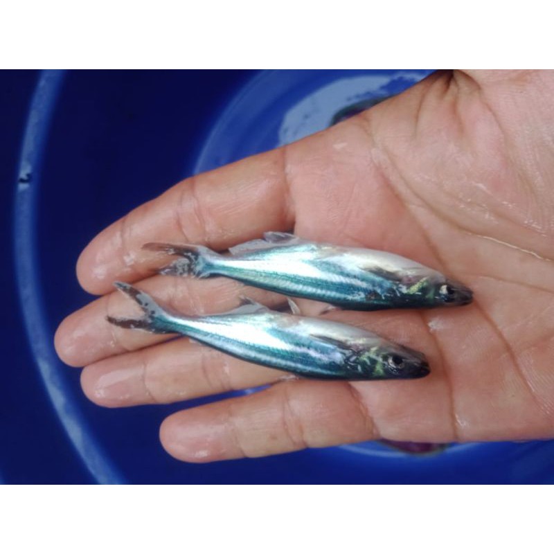 bibit ikan patin dan benih ikan patin 3cm