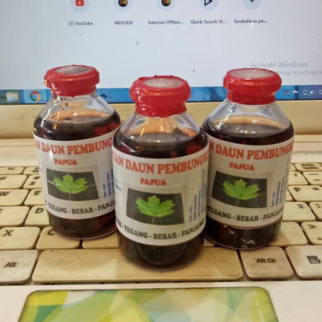 minyak daun bungkus papua