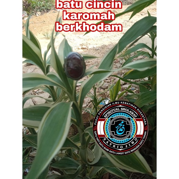 batu cincin asli alam bertuah