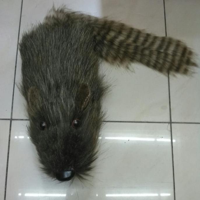 Racoon - Rocky Racoon - Boneka Racoon - Media Pantomim - Alat Sulap