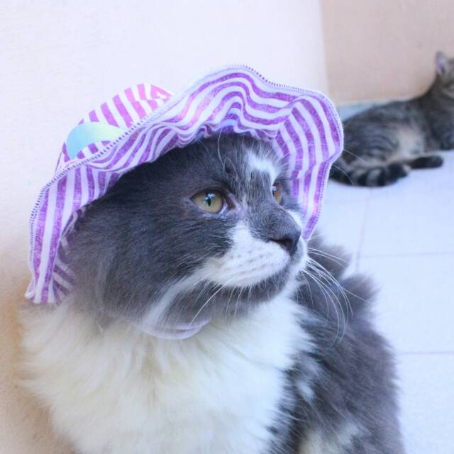 Topi pantai warna ungu strip untuk kucing dan anjing size kitten dan adult.