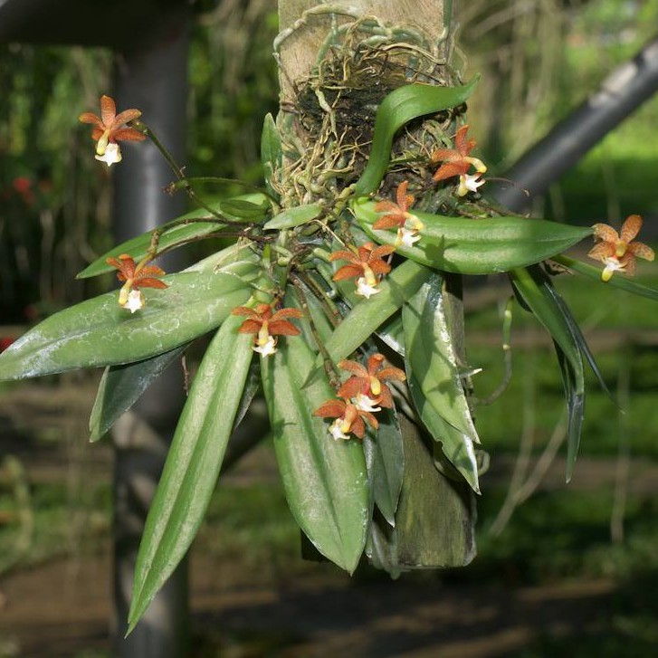 grosourdya appendiculata - anggrek mini - angrek tempel