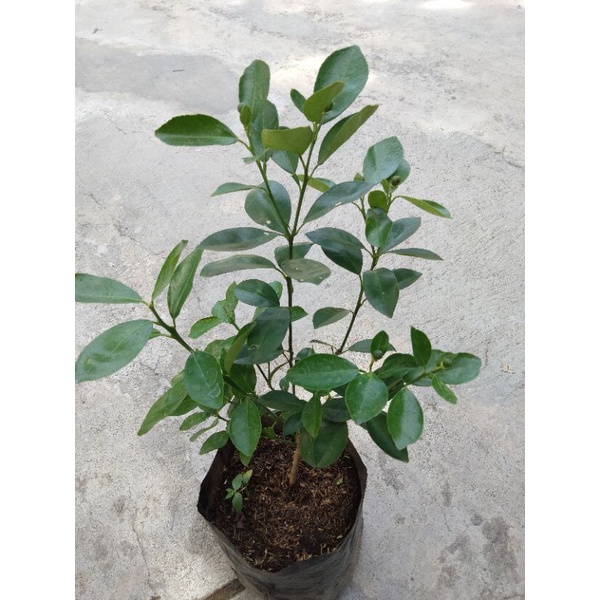 bibit jeruk kimkit berbuah