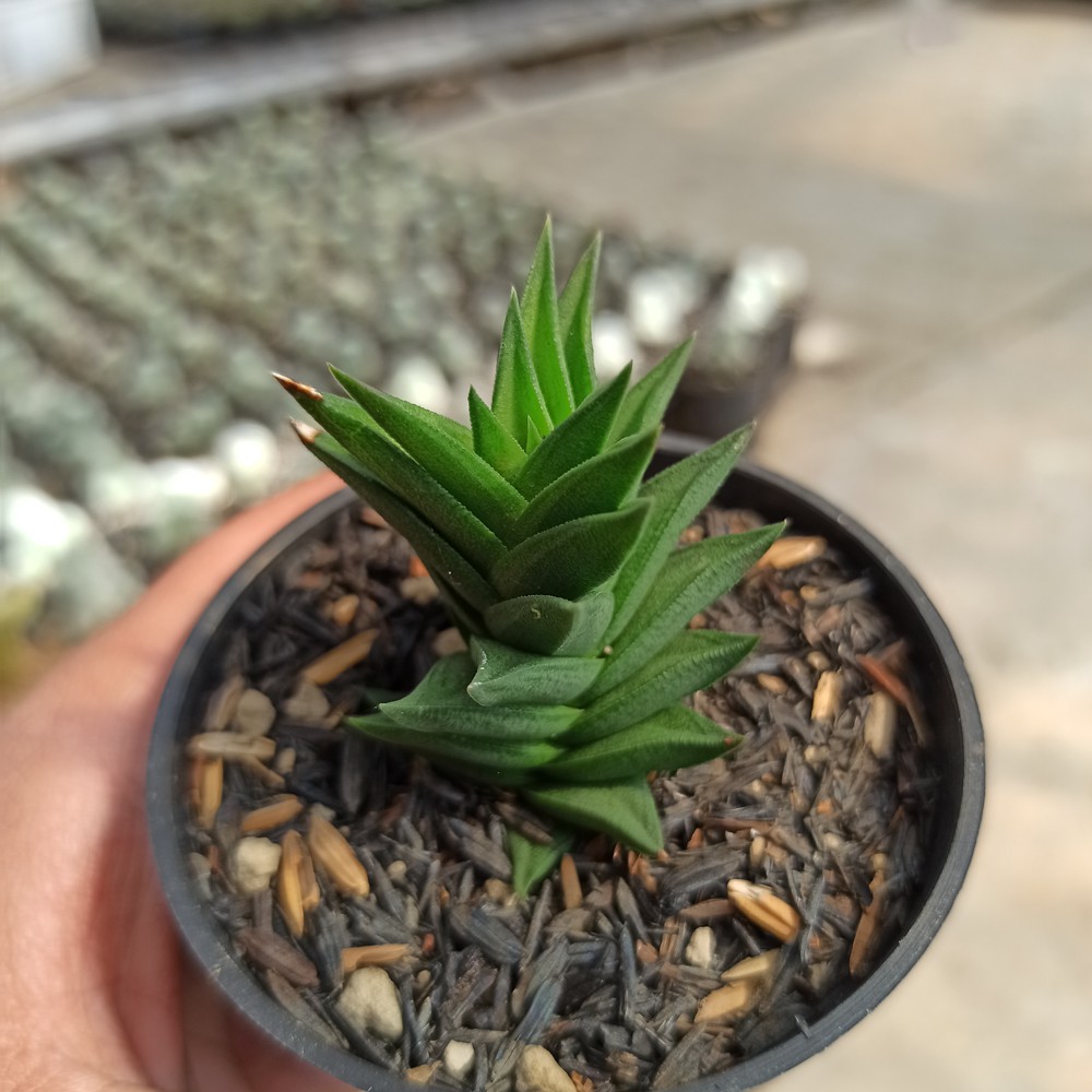 Kaktus Sukulen  254 Haworthia  Viscosa Spiral Shopee 