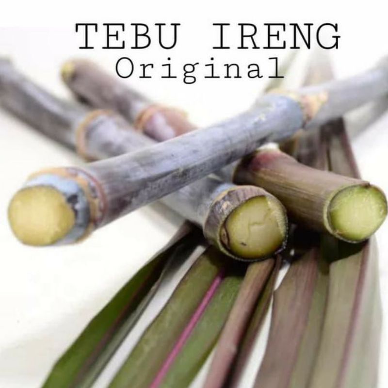 stek batang tebu ireng-tebu ireng hitam asli