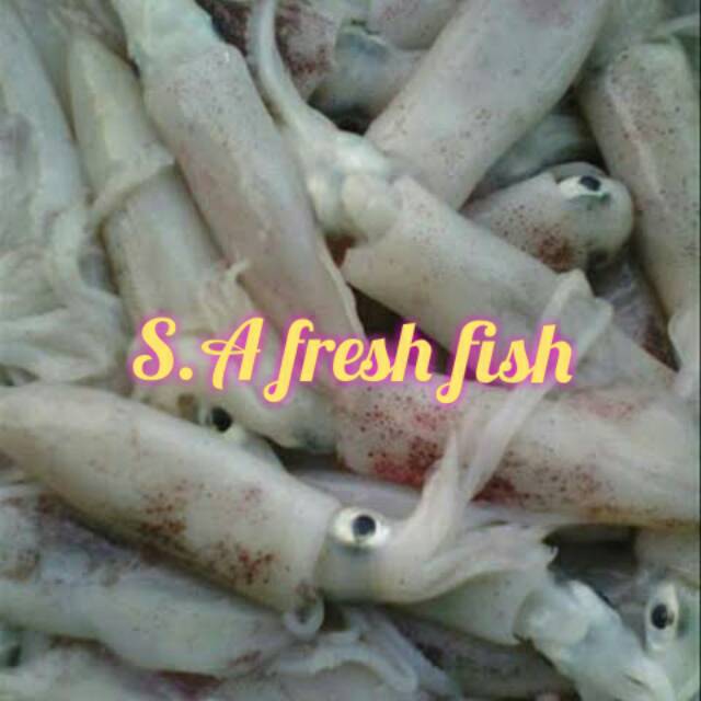 

Cumi harian fresh kualitas unggulan size 7-5 cm