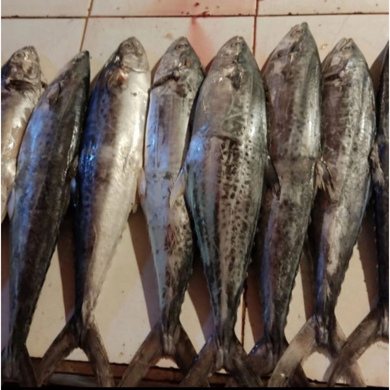 

Ikan Tenggiri gepeng fresh - 1kg