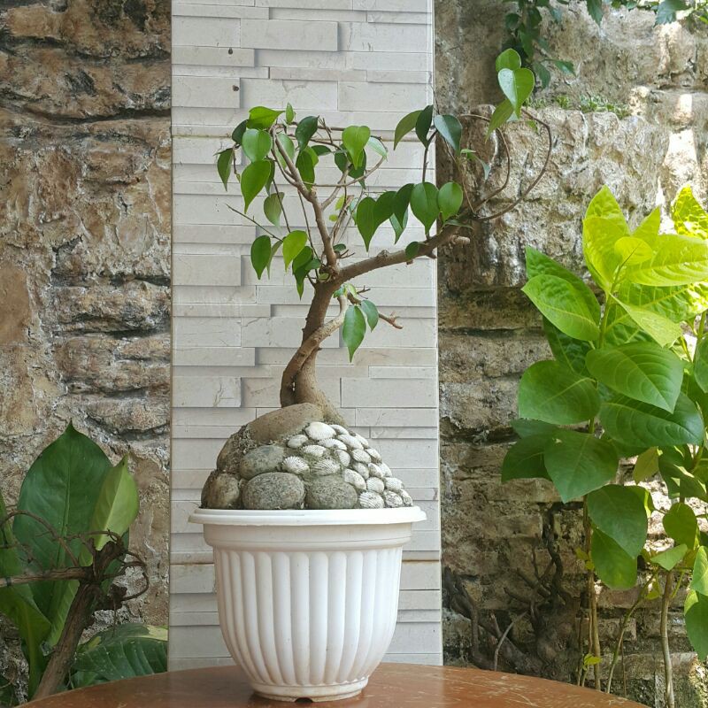 bonsai beringin benjamin