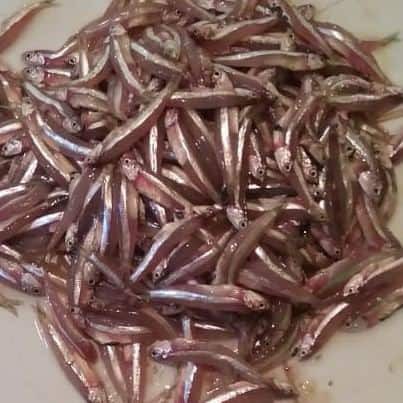 

Ikan teri bulat 1kg